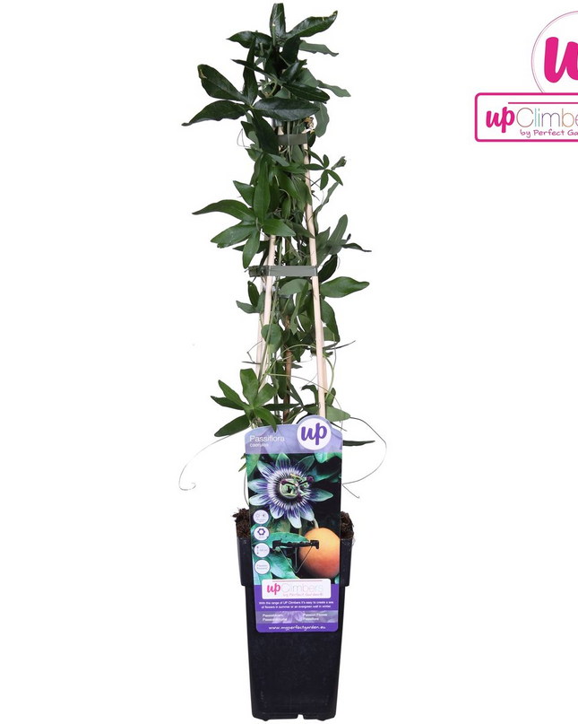 Passiflora Blauw caerulea - Ø15cm - ↕65cm