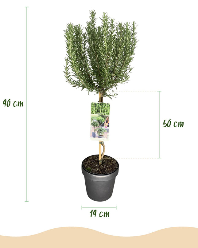 Rosmarino - De hoja perenne - Resistente al invierno - Flor morada - Maceta 19 cm Altura 90 cm