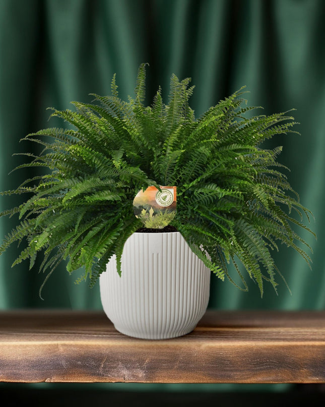 Nephrolepis Green Lady - Ø19cm - ↕60cm