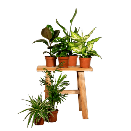 Verrassingsbox - 6 stuks - Ø12cm - ↕25cm