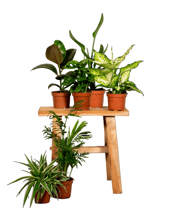 Verrassingsbox - 6 stuks - Ø12cm - ↕25cm