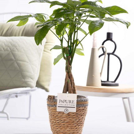 Pachira Aquatica incl. P&PURE Basket- Ø12cm - ↕45cm