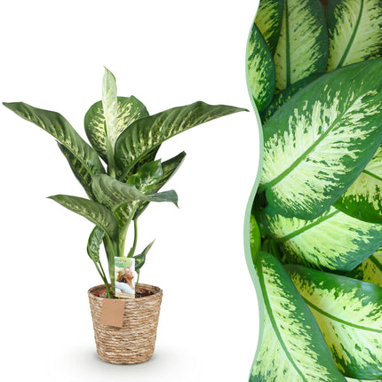Diefenbachia Tropic Snow - Dieffenbachia + mandarina - Maceta 21cm - Altura 90-100cm