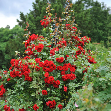 Rosier grimpant Reine Rouge Rosa - 2 plants - Fleur rouge - Peu d'entretien - Pot 11 cm Hauteur 40 cm