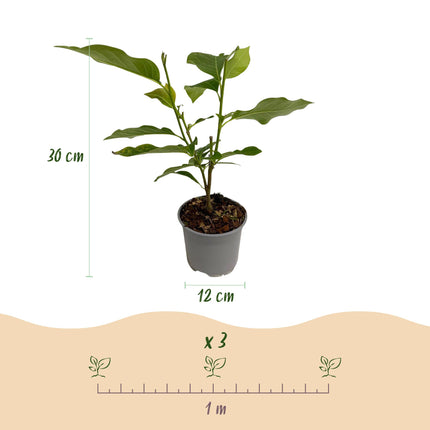 Magnolia Tricolore - Fiore Bianco-Rosa-Viola - 3 pezzi - Vaso 12 cm Altezza 30 cm