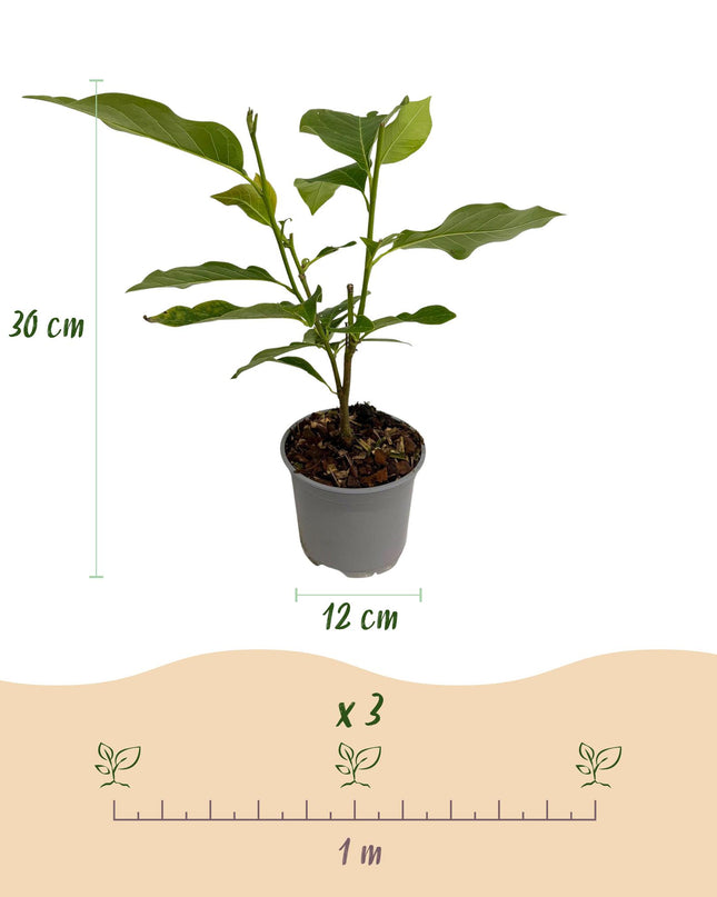 Magnolia Tricolore - Fiore Bianco-Rosa-Viola - 3 pezzi - Vaso 12 cm Altezza 30 cm