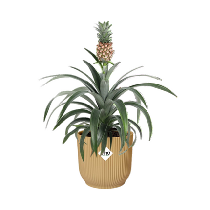 Ananas Mi Amigo incl. pot ELHO Vibes Fold 14cm geel