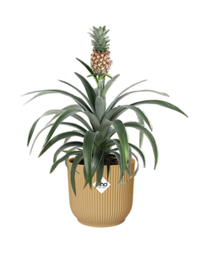 Ananas Mi Amigo incl. pot ELHO Vibes Fold 14cm geel