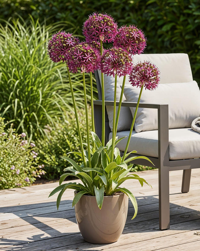 Bloembollen - Allium Miami - Kleur Paars - 15 stuks - Bolmaat 10/11 - XXL Pack