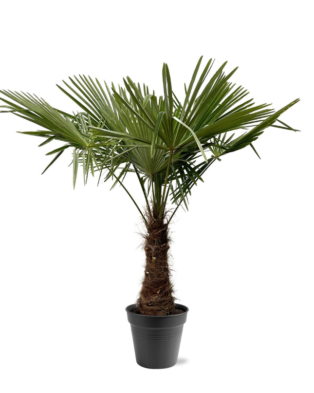 Trachycarpus Fortuneii - 220 - 240cm - Ø45