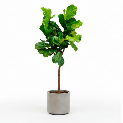 Ficus Lyrata árbol ø27cm, 160cm de altura