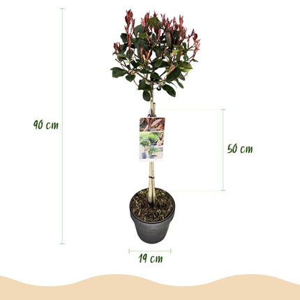 Photinia fraseri Little Red Robin – Terrassenpflanze – immergrün – winterhart – grün-rotes Blatt – Topf 19cm Höhe 90cm