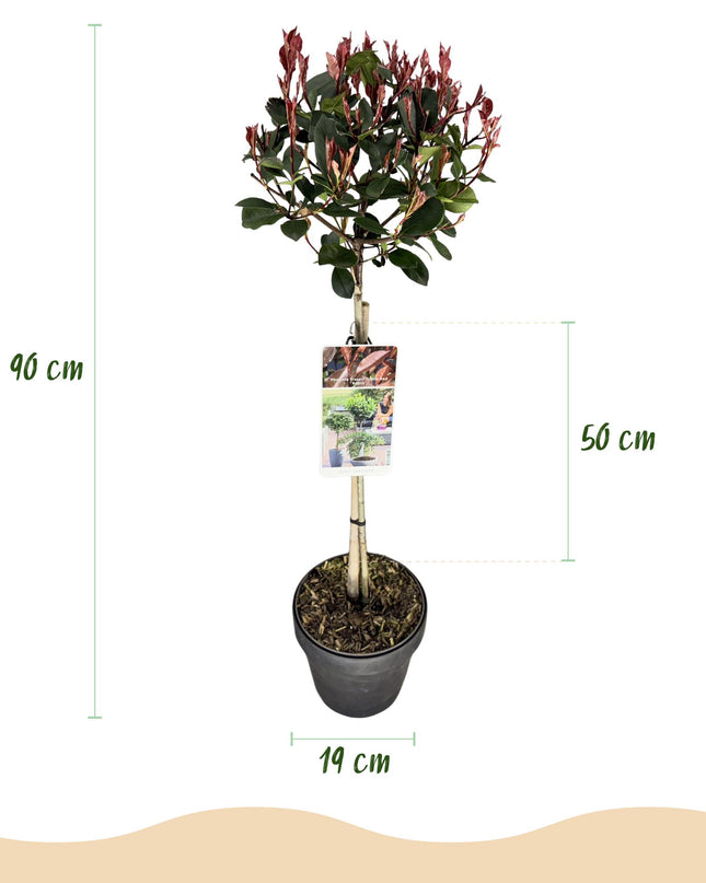 Photinia fraseri Little Red Robin – Terrassenpflanze – immergrün – winterhart – grün-rotes Blatt – Topf 19cm Höhe 90cm
