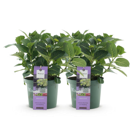 Hortensia Blauw - Hydrangea Magical Jewel Blue - 2 Planten - Pot 23cm Hoogte 55cm