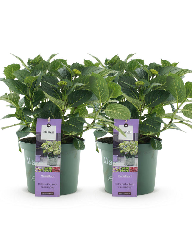 Hortensia Blauw - Hydrangea Magical Jewel Blue - 2 Planten - Pot 23cm Hoogte 55cm
