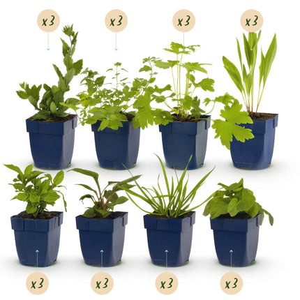 Green boutiQ - Borderpaket - Bienen- und Schmetterlingsanziehend - 24 Stauden - 3 m2 - Verschiedene Farben - Wenig Pflege - Topf 11cm