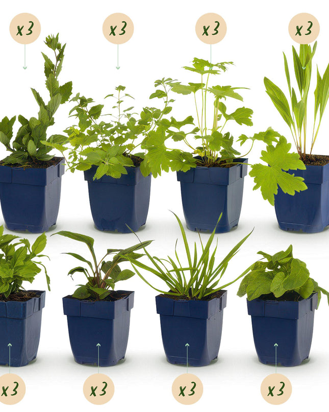 Green boutiQ - Borderpaket - Bienen- und Schmetterlingsanziehend - 24 Stauden - 3 m2 - Verschiedene Farben - Wenig Pflege - Topf 11cm