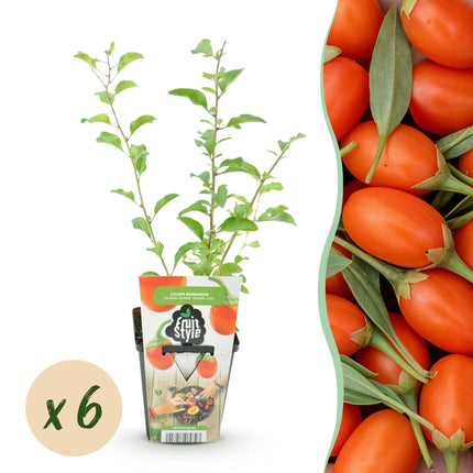 Goijbes Obstpflanzen - 6 Pflanzen - Bocksdorn - Winterhart - Topf 9 cm - Orange - Rote Frucht