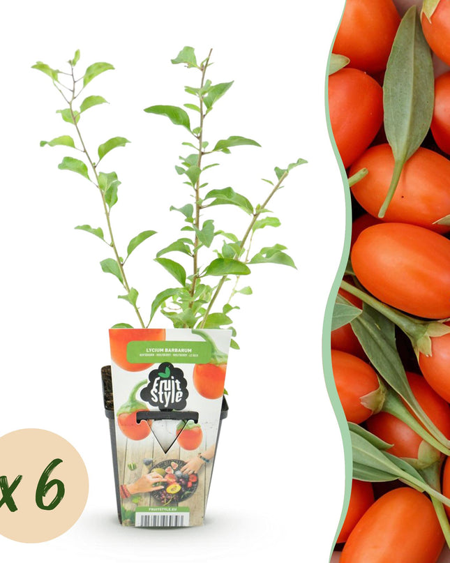 Goji Berry Fruit Plants - 6 plants - Lycium Barbarum - Hardy in Winter - Pot 9 cm - Orange - Red Fruit