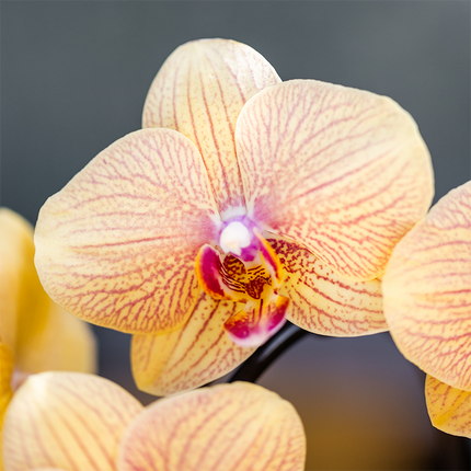 Kolibri Orchids | Sunny Bunny orchidee geel/roze + Retro oker sierpot – potmaat Ø12cm | bloeiende kamerplant – vers van de kweker