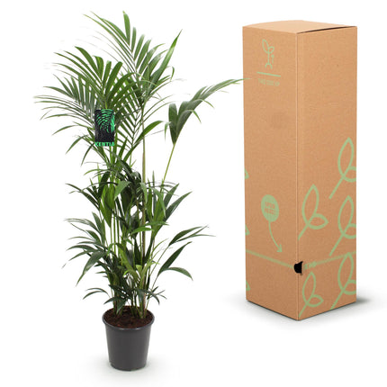 Plante d'intérieur - Howea Forsteriana - Palmier Kentia - Peu d'entretien - Vert - 1 plante - Pot 27 cm - Hauteur 180 cm