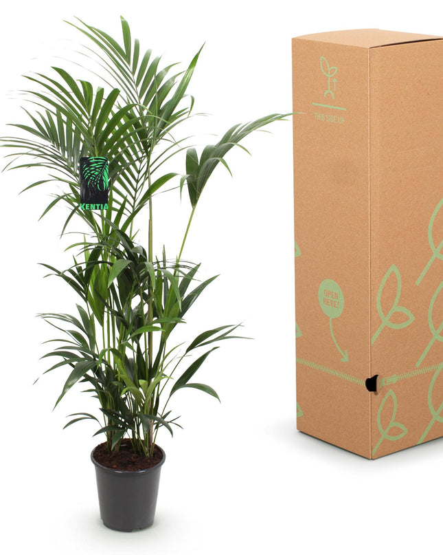 Zimmerpflanze - Howea Forsteriana - Kentia-Palme - Wenig Pflege - Grün - 1 Pflanze - Topf 27 cm - Höhe 180 cm