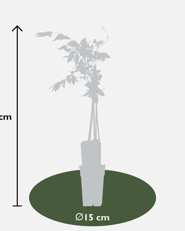 Roze Regen - Wisteria floribunda 'Rosea' - Ø15cm - ↕65cm