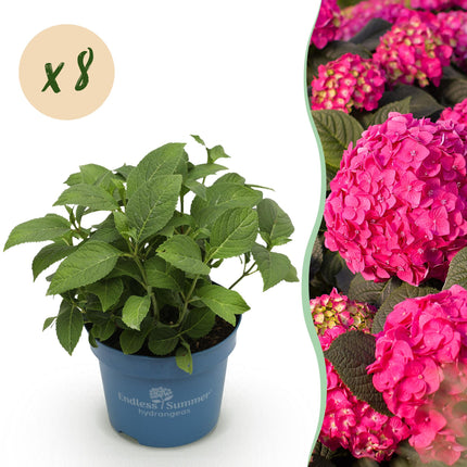 Hortensia Rood - Hydrangea Endles Summer Summer Love Red - 8 Planten - Pot 14cm - Hoogte 20-25cm