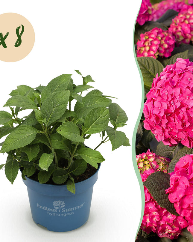 Hortensia Rood - Hydrangea Endles Summer Summer Love Red - 8 Planten - Pot 14cm - Hoogte 20-25cm