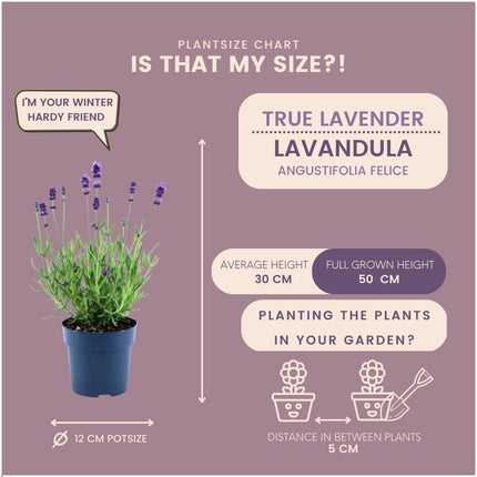 24 x Lavandula angustifolia Felice® - Ø12 cm - ↕25 cm