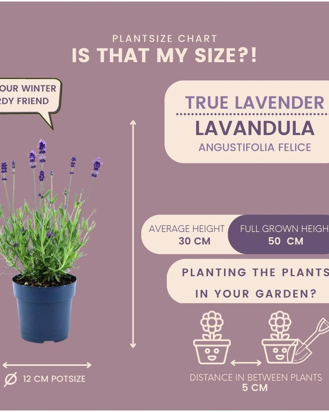 24 x Lavandula angustifolia Felice® - Ø12 cm - ↕25 cm