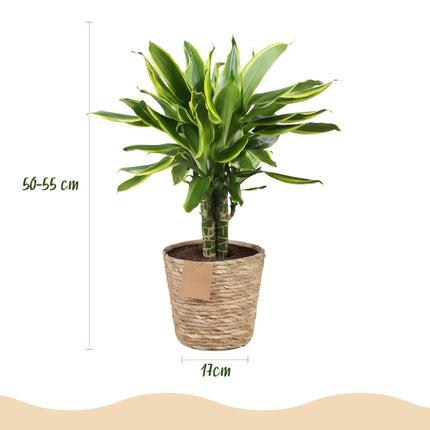 Dracaena fragrans Golden Coast - Drakenbloedboom + cesta - Verde - 1 planta - Maceta 17 cm - Altura 50-55 cm