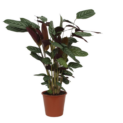 Calathea Compactstar - 90 cm - Ø21 cm