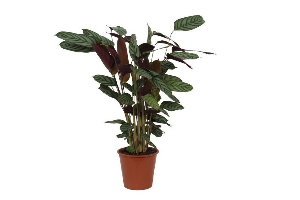 calathea compactstar Calathea Compactstar - 90 cm
