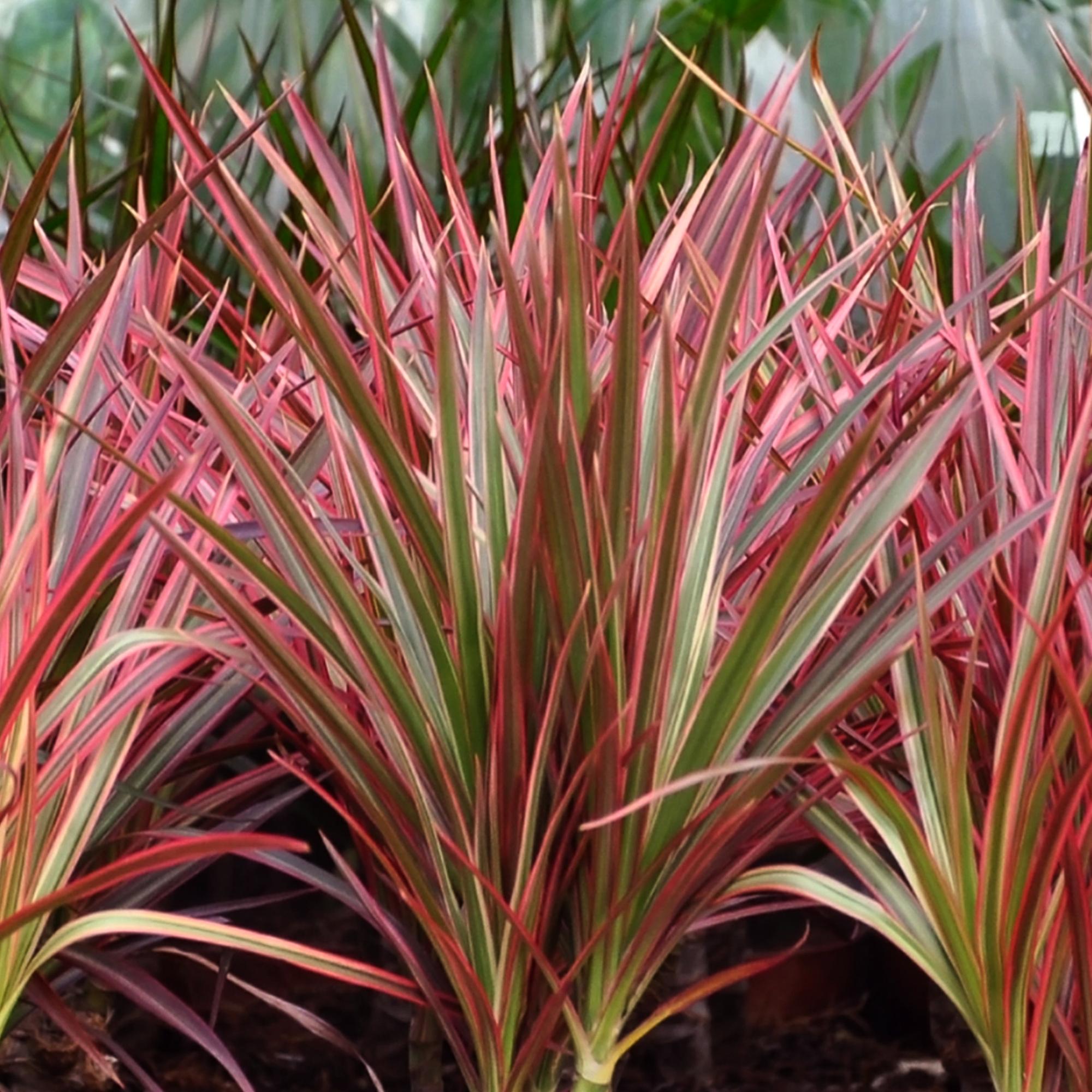 Dracaena Magenta - Dragon Blood Tree + basket - Pot 21cm