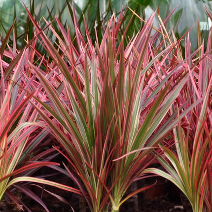 Dracaena Magenta - Drakenbloedboom + cesta - Maceta 21cm - Altura 90-100cm