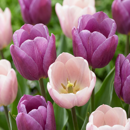 24x Tulipa Macron mix - Macron mix tulip - Assorted - Spring-flowering bulb - Bulb size 11/12