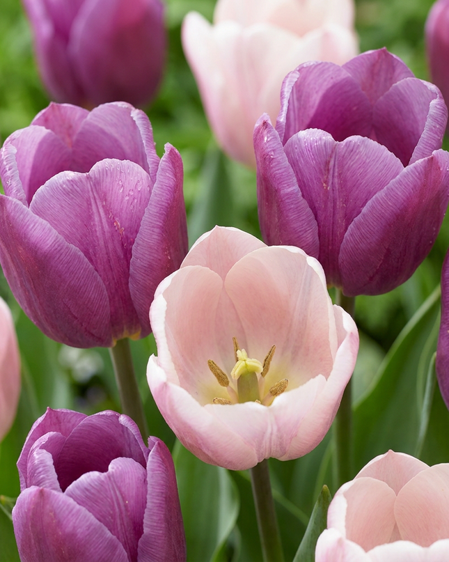 24x mezcla de Tulipa Macron - mezcla de tulipanes Macron - Varios - Floración primaveral - Calibre del bulbo 11/12