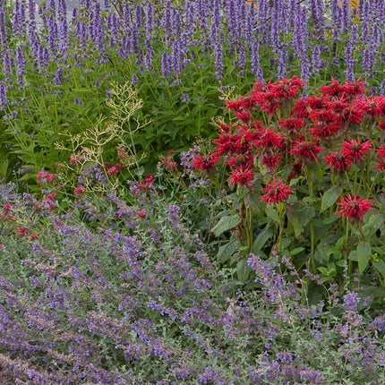 Borderpakket - Geurend - 8 Vaste planten - 1 m2 - Diversen kleuren - Weinig Onderhoud - Pot 11cm