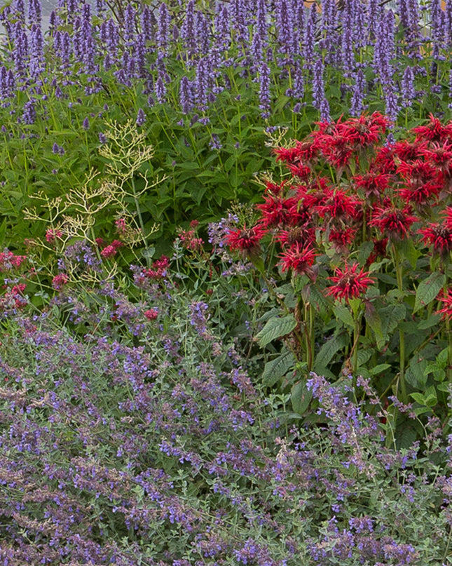 Borderpakket - Geurend - 8 Vaste planten - 1 m2 - Diversen kleuren - Weinig Onderhoud - Pot 11cm