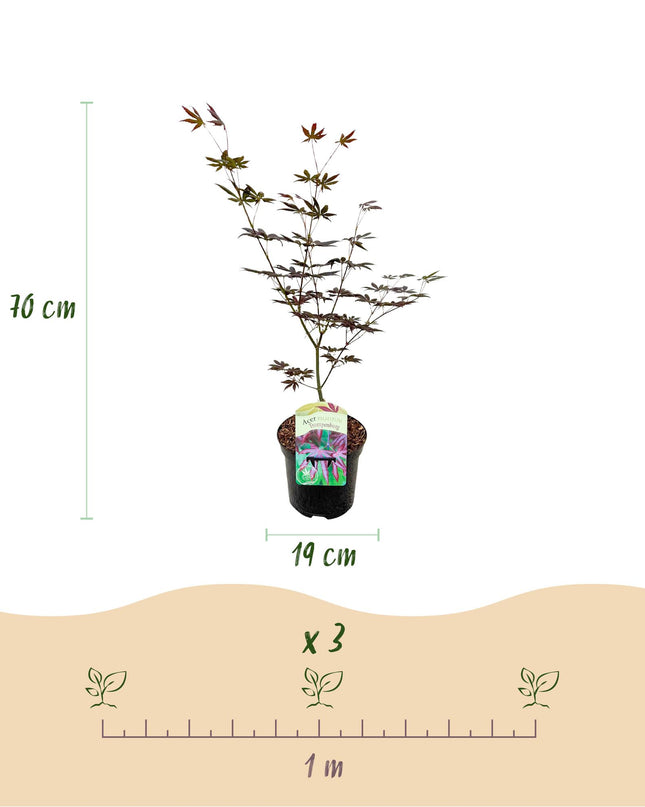 Acero giapponese - Acer palmatum Trompenburg - Viola scuro - 2 pezzi - Vaso 19cm - Altezza 70cm