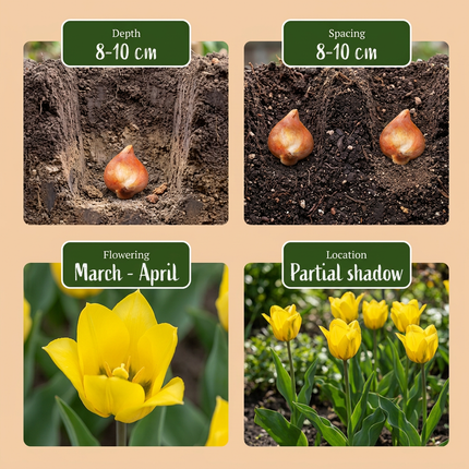 160x Tulipa Sylvestris – Waldtulpe – Gelb – Verwilderungszwiebel – Zwiebelgröße 5/6