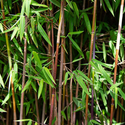 Fargesia nitida Red Dragon - Bambú No Invasivo - Perenne - Verde - 2 Plantas - Maceta 23 cm - Altura 80 cm
