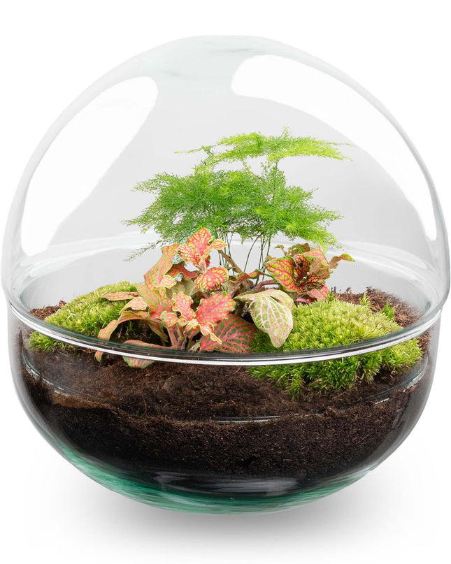 DIY Planten terrarium tweedelig bolglas - Dome Red - Ø 20 cm ↑ 20 cm   - Normal