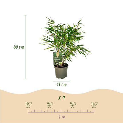 Bamboe - Fargesia rufa - Groen - 4 Planten - Bladhoudend - Niet Woekerend- Pot 17cm Hoogte 60cm