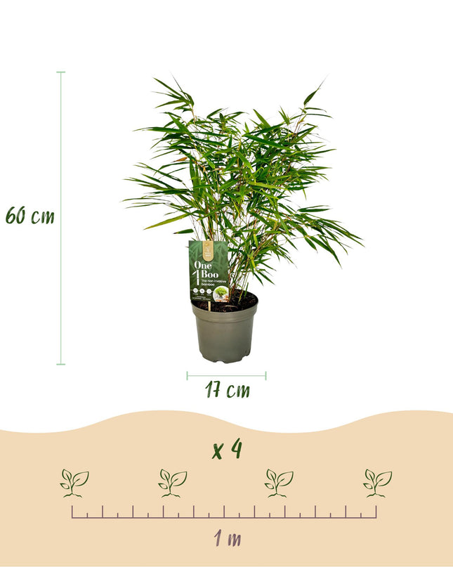 Bamboe - Fargesia rufa - Groen - 4 Planten - Bladhoudend - Niet Woekerend- Pot 17cm Hoogte 60cm