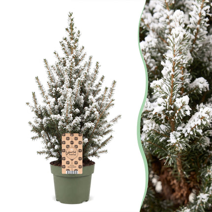 4x Kerstboom Picea glauca Conica - Kegelspar - Ø17cm - ↕65cm