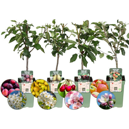 Set di alberi da frutto BIO da 4 - Mela, Pera, Ciliegia e Prugna - 4 x Ø 20 cm - ↨ 60 cm