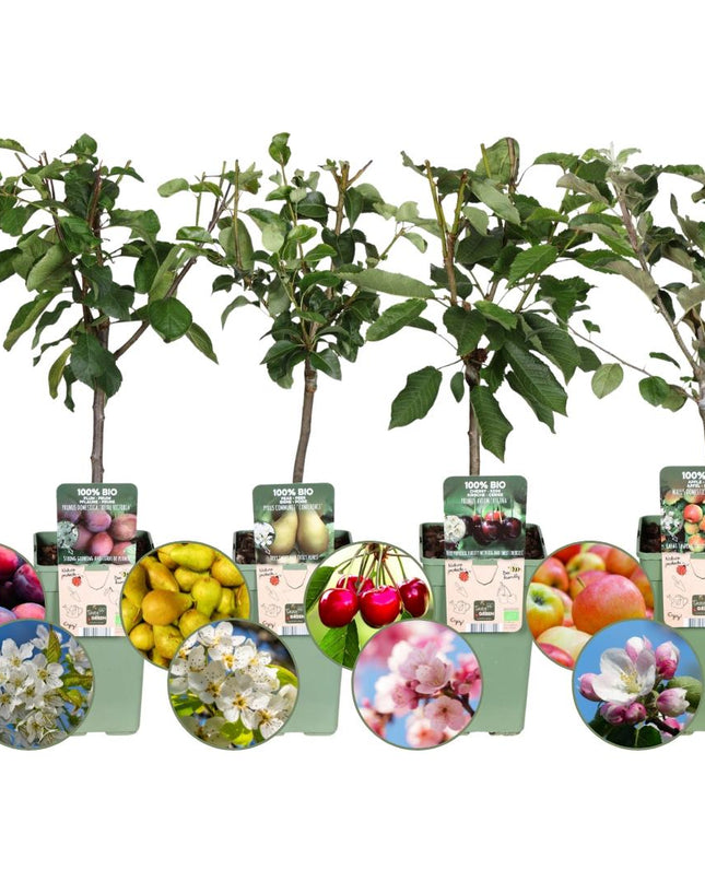 Set di alberi da frutto BIO da 4 - Mela, Pera, Ciliegia e Prugna - 4 x Ø 20 cm - ↨ 60 cm