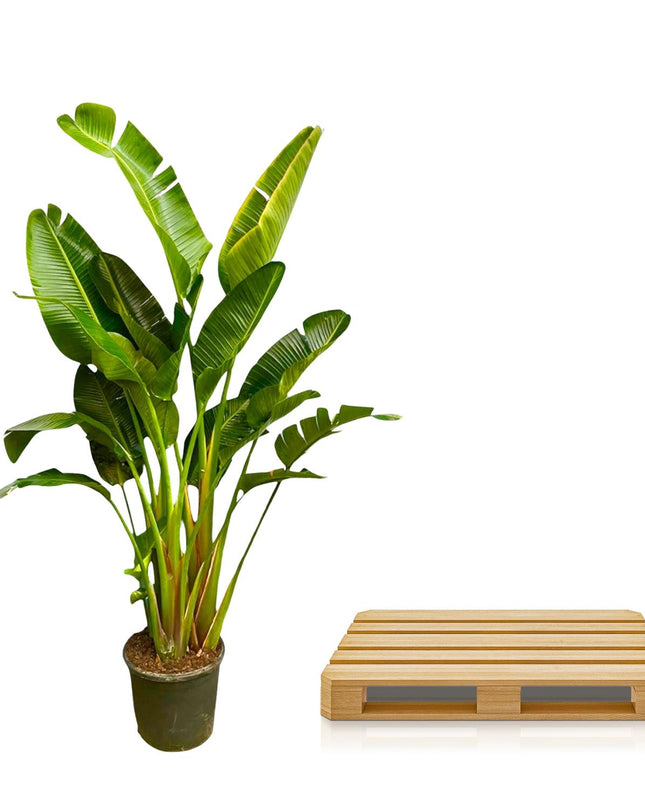 Strelitzia Augusta multi stam XXL - 250 cm - ø30-40